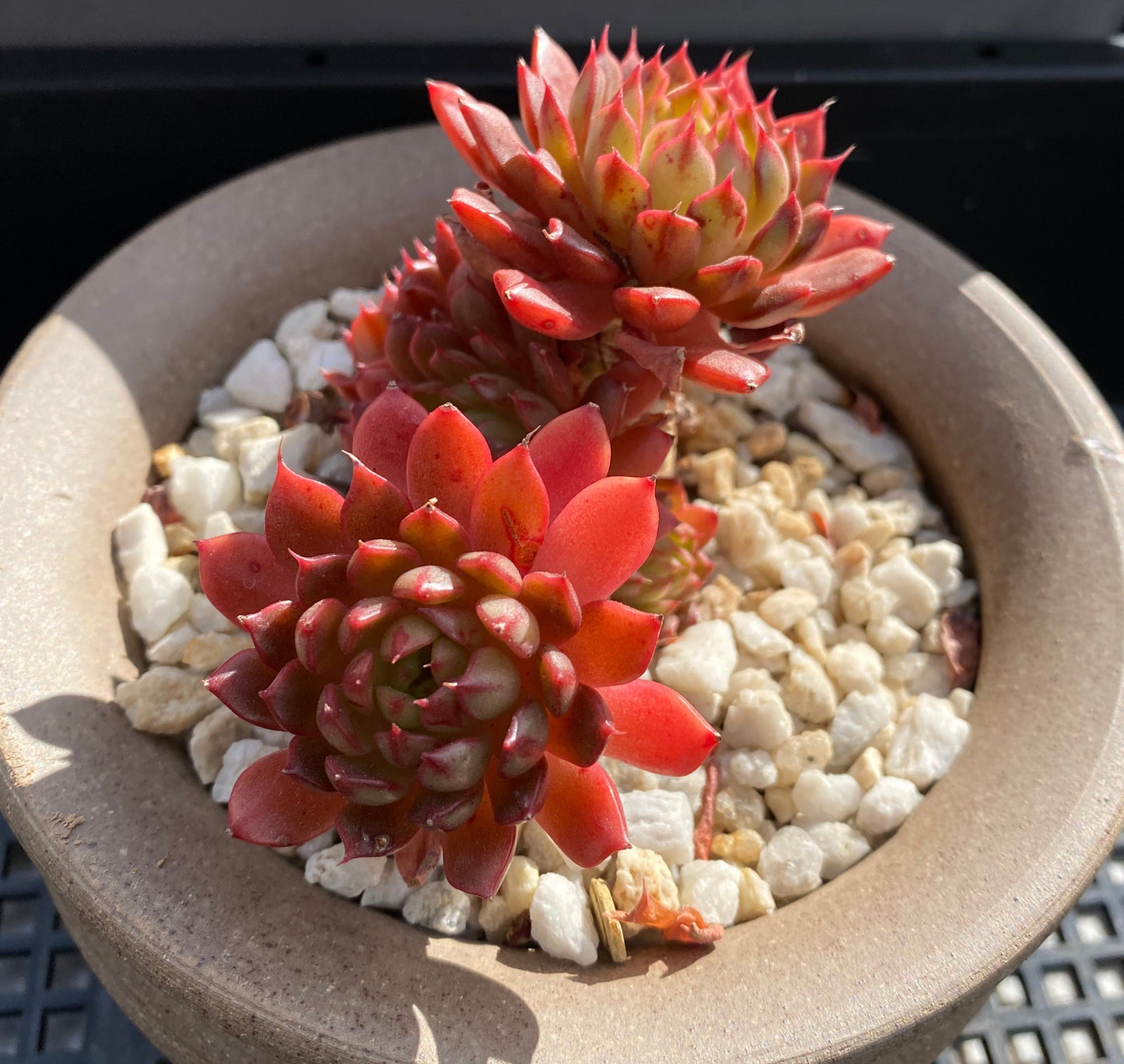 Echeveria Bini Gessei