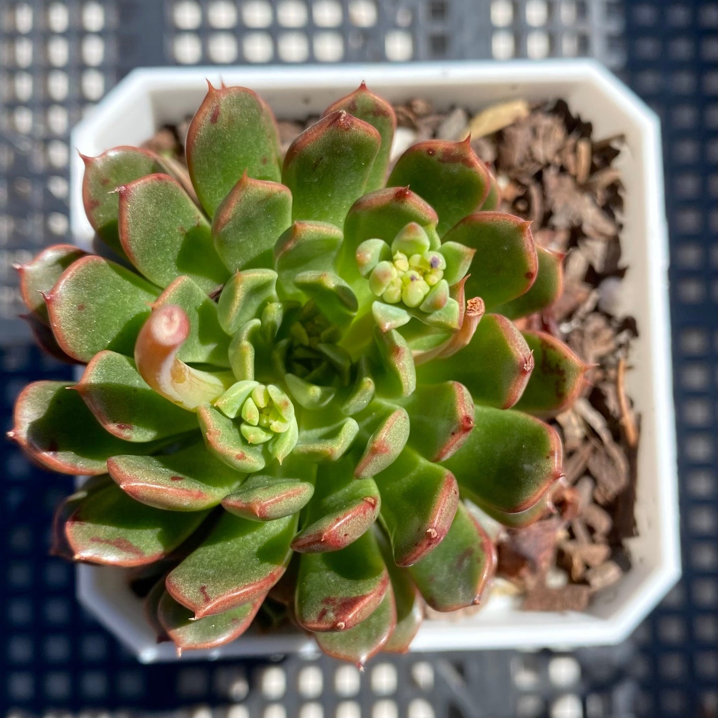 Echeveria Bini Gessei