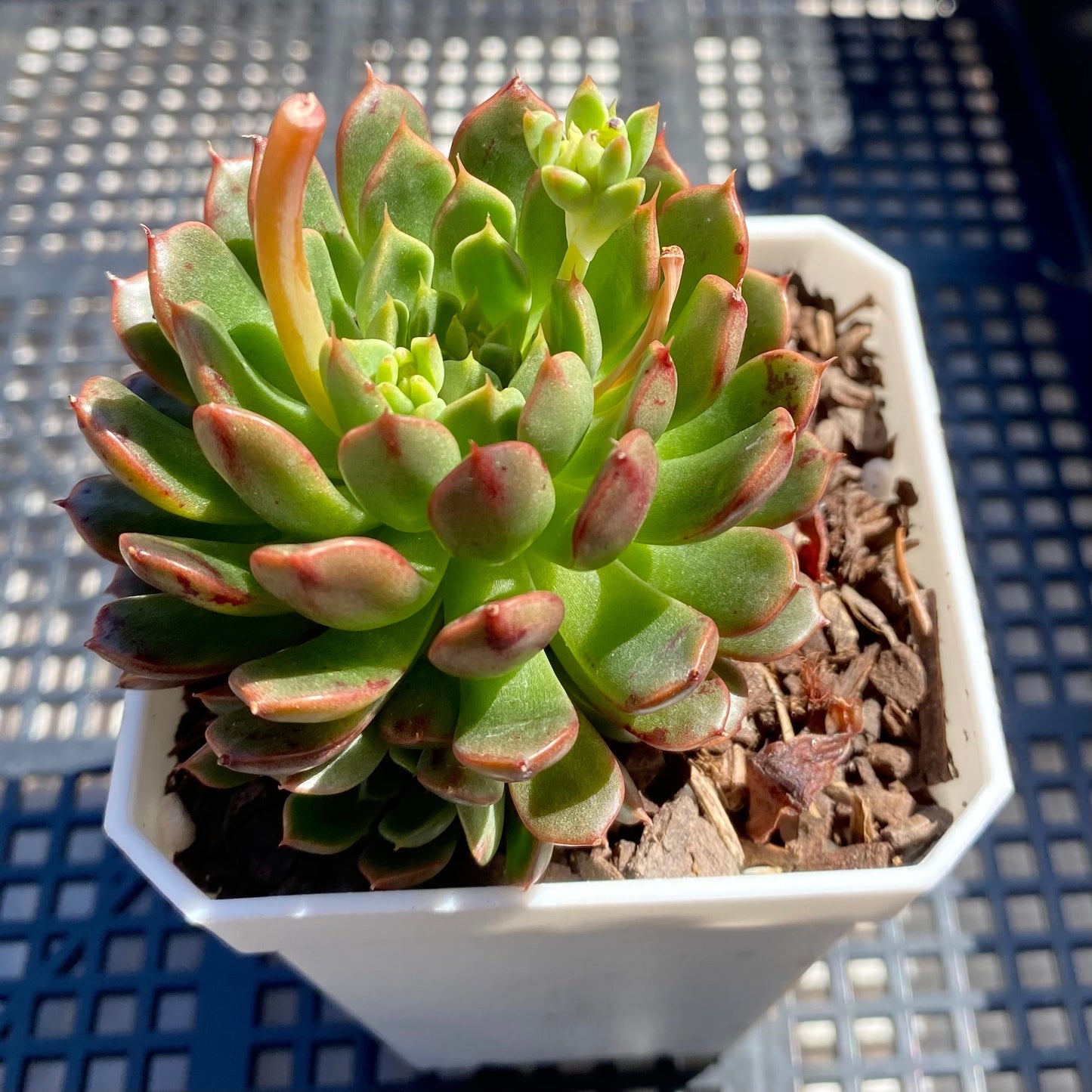 Echeveria Bini Gessei