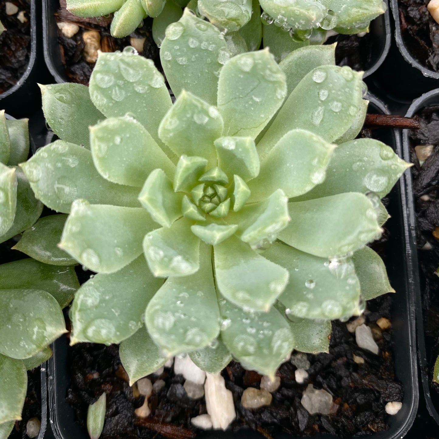 Echeveria Chrissy and Ryan Small