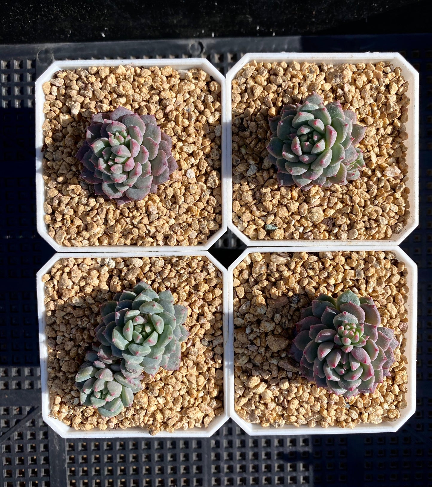 Echeveria Chrissy and Ryan Small