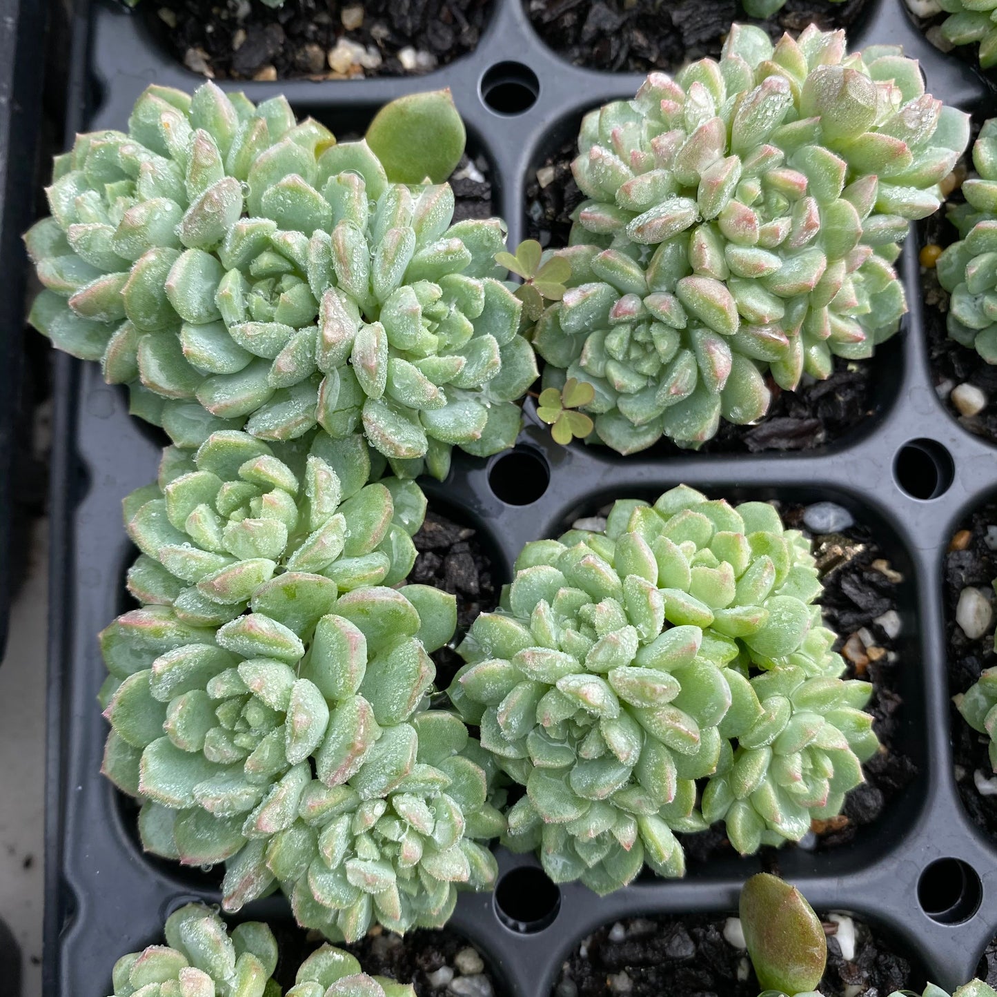 Echeveria Chrissy and Ryan Small