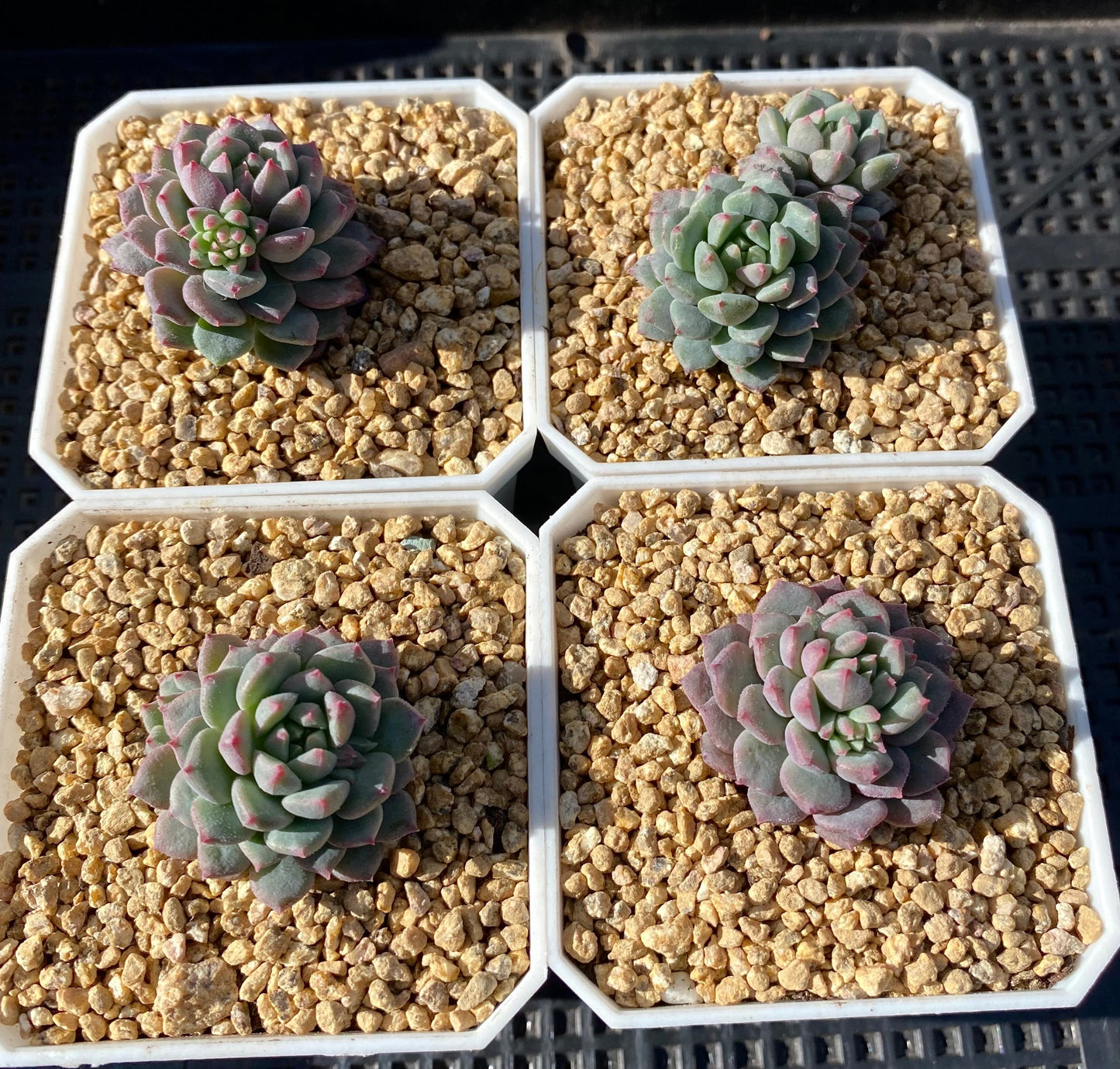 Echeveria Chrissy and Ryan Small