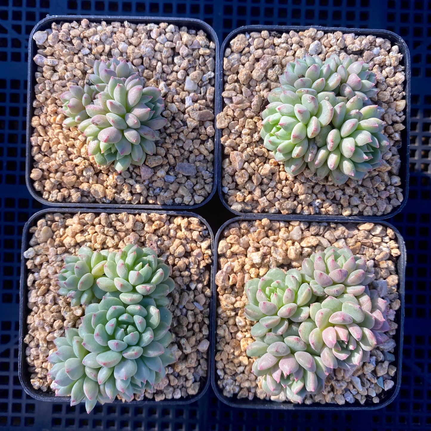 Echeveria Chrissy and Ryan Small