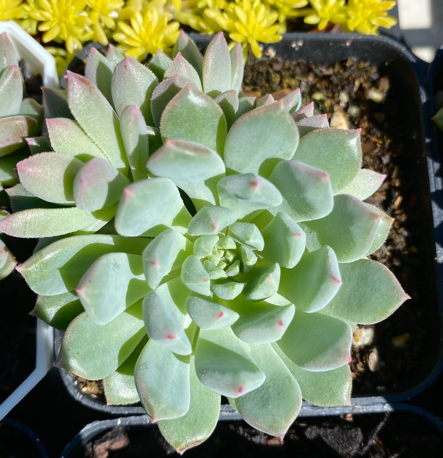 Echeveria Chrissy and Ryan Small