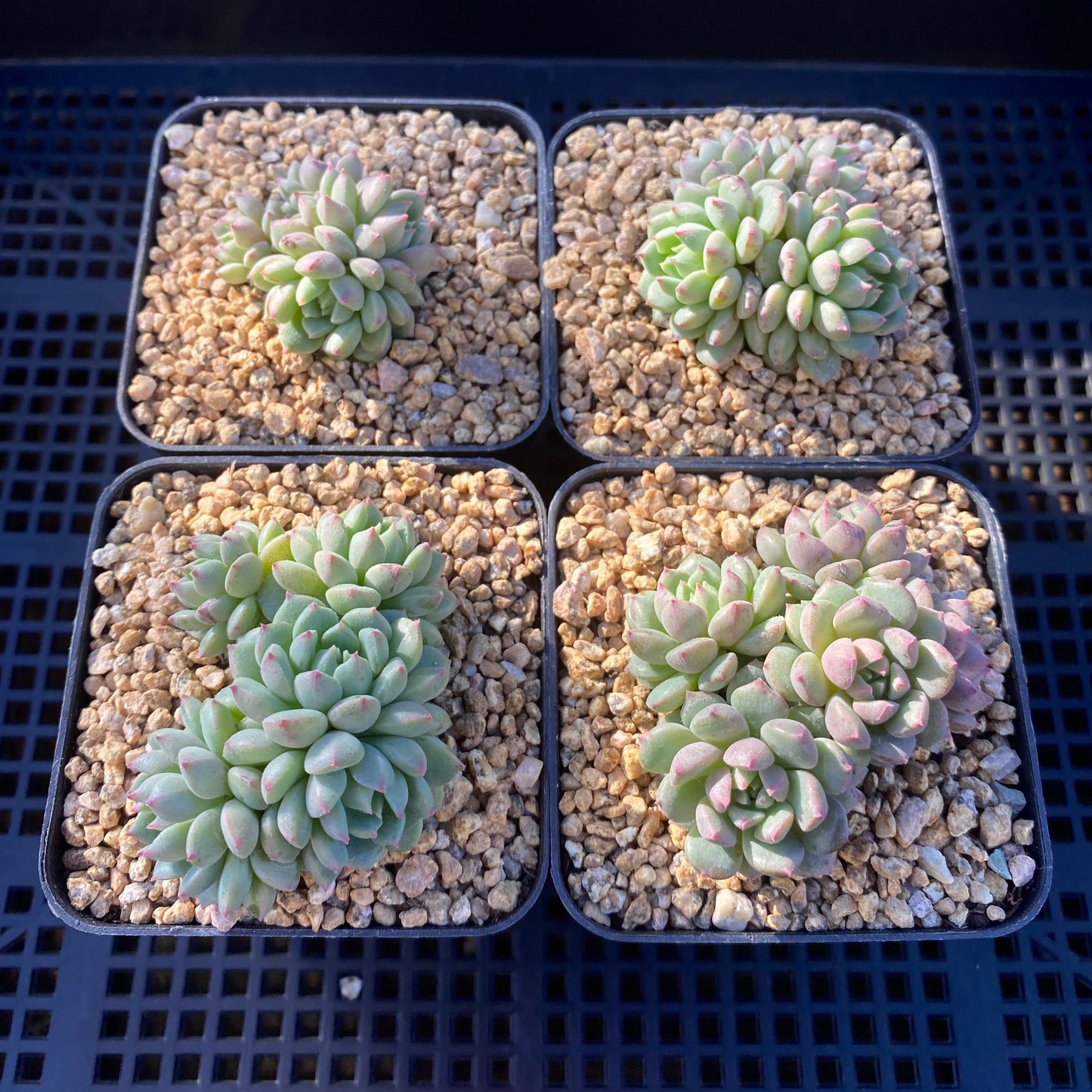 Echeveria Chrissy and Ryan Small