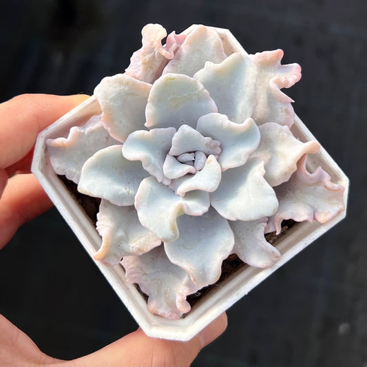 Echeveria Crispate beauty