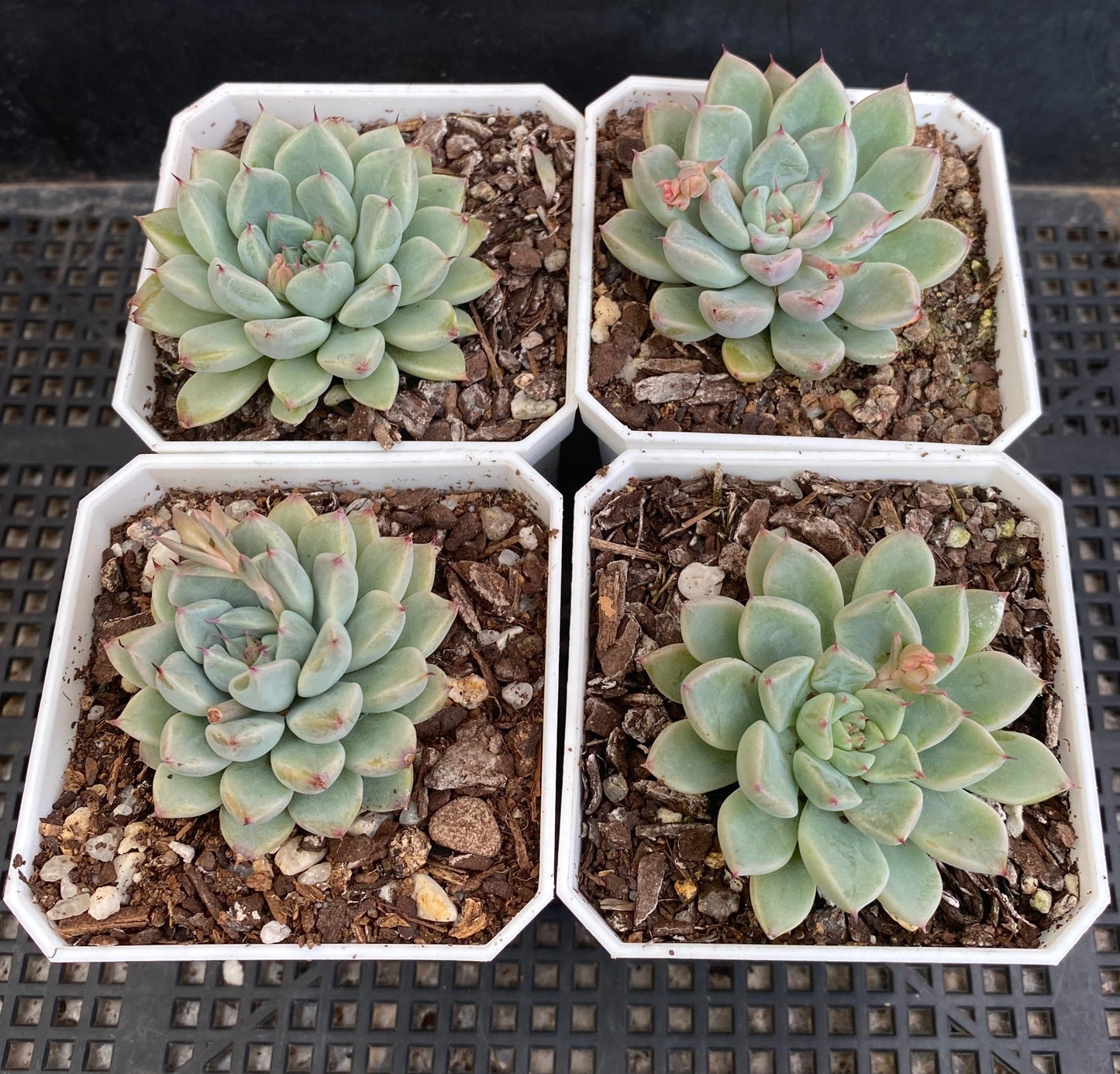 Echeveria Ellen