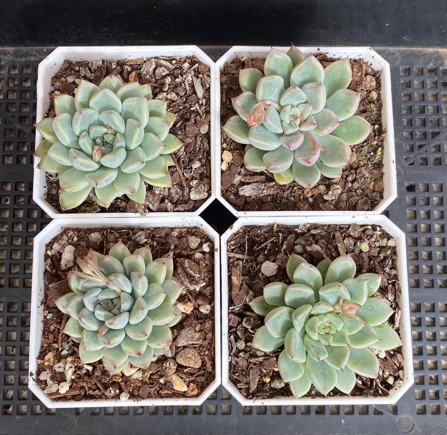 Echeveria Ellen