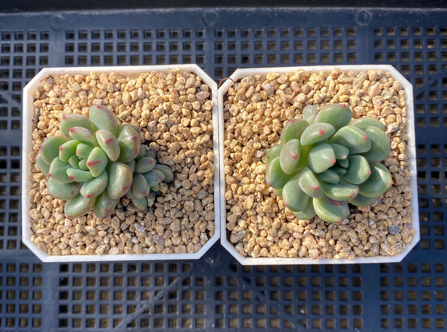Echeveria Green Apple