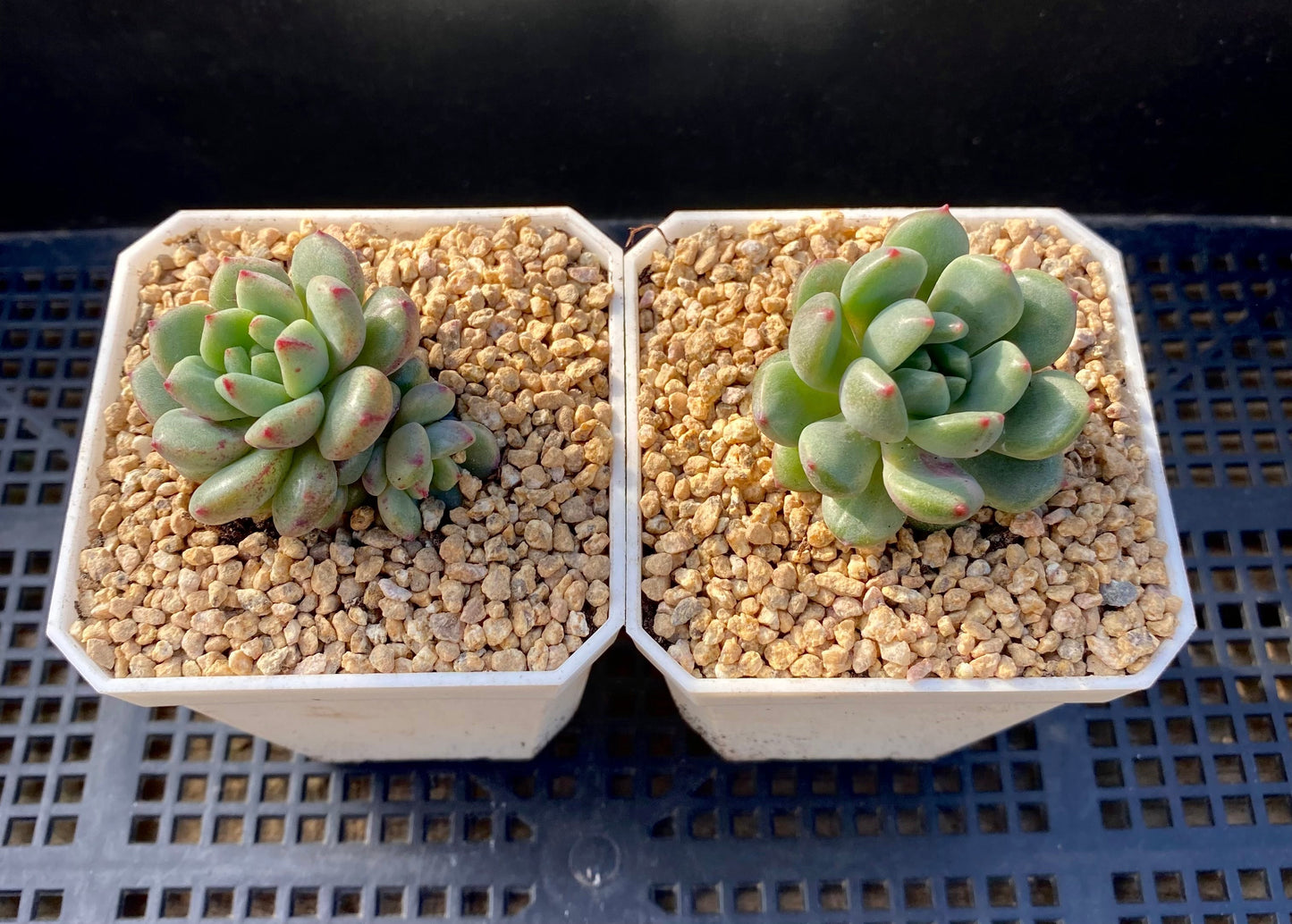 Echeveria Green Apple