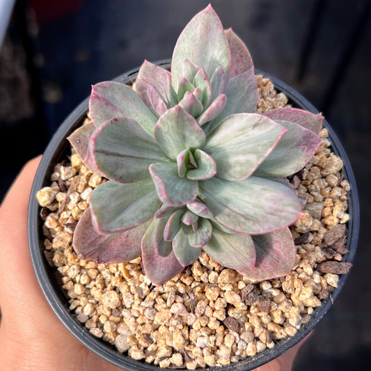 Echeveria Hanaikada Mosaic