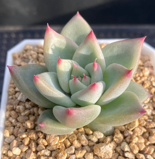 Echeveria Katelyn