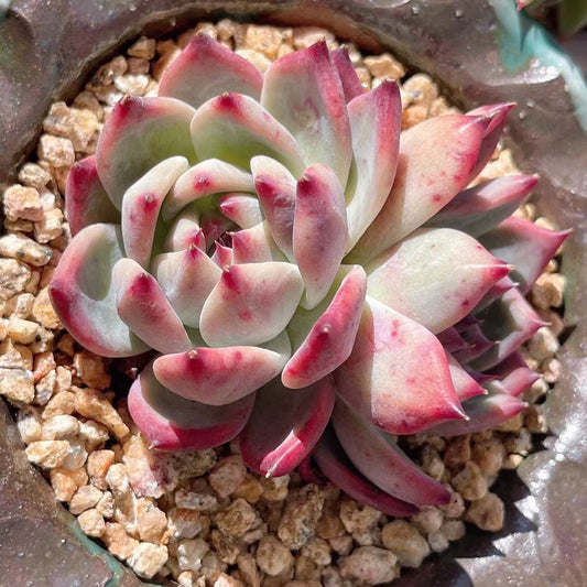 Echeveria Lindsayana