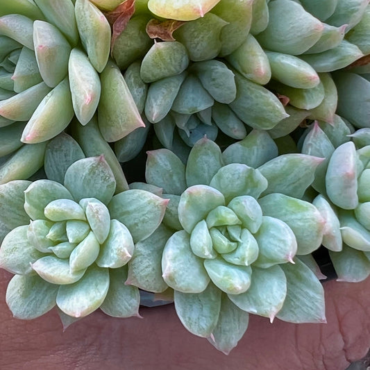 Echeveria Malgan silk variegate