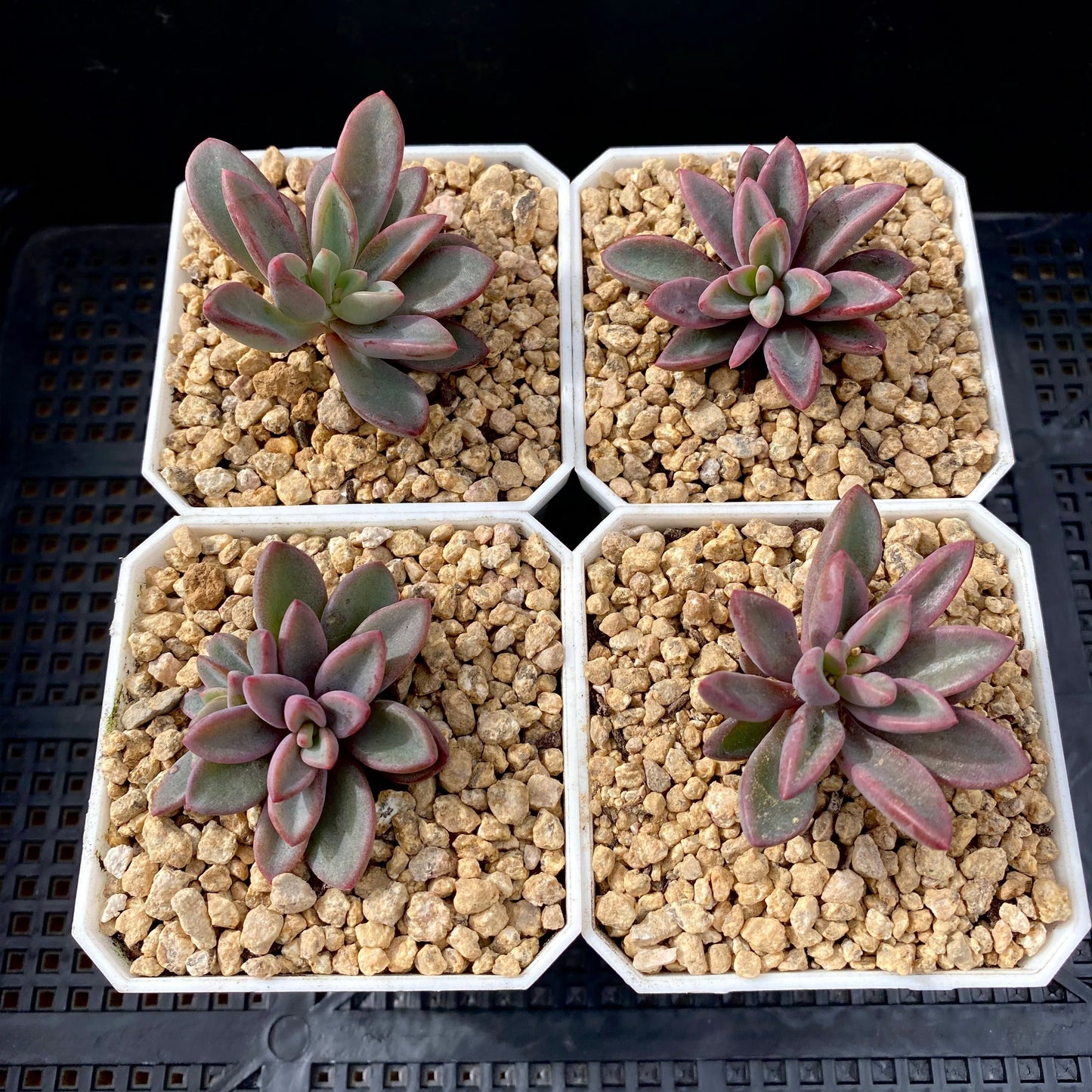 Echeveria Manaudes