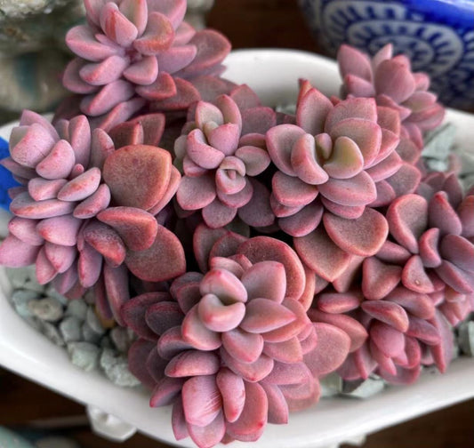 Echeveria Manaudes
