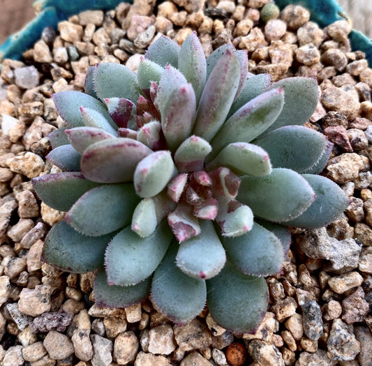 Echeveria dream of the seashore