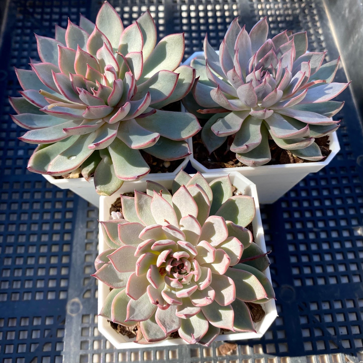 Echeveria Puebla