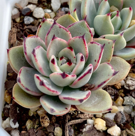 Echeveria Puebla
