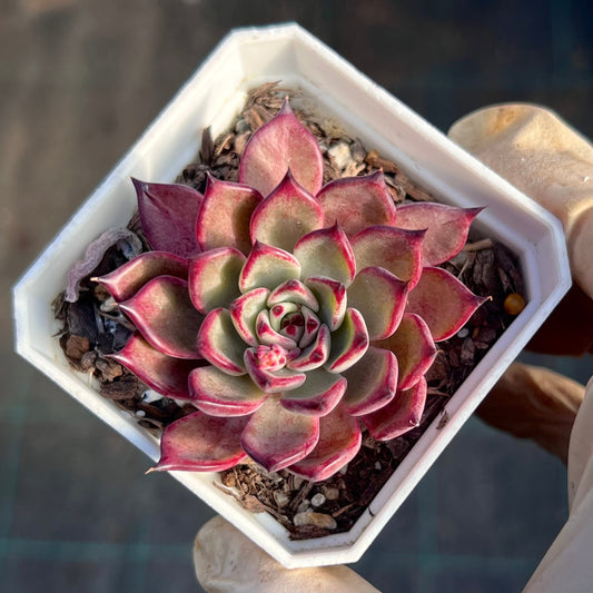 Echeveria Queen Margot