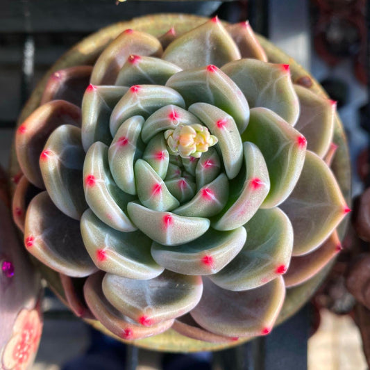Echeveria Romeo x Laulinze