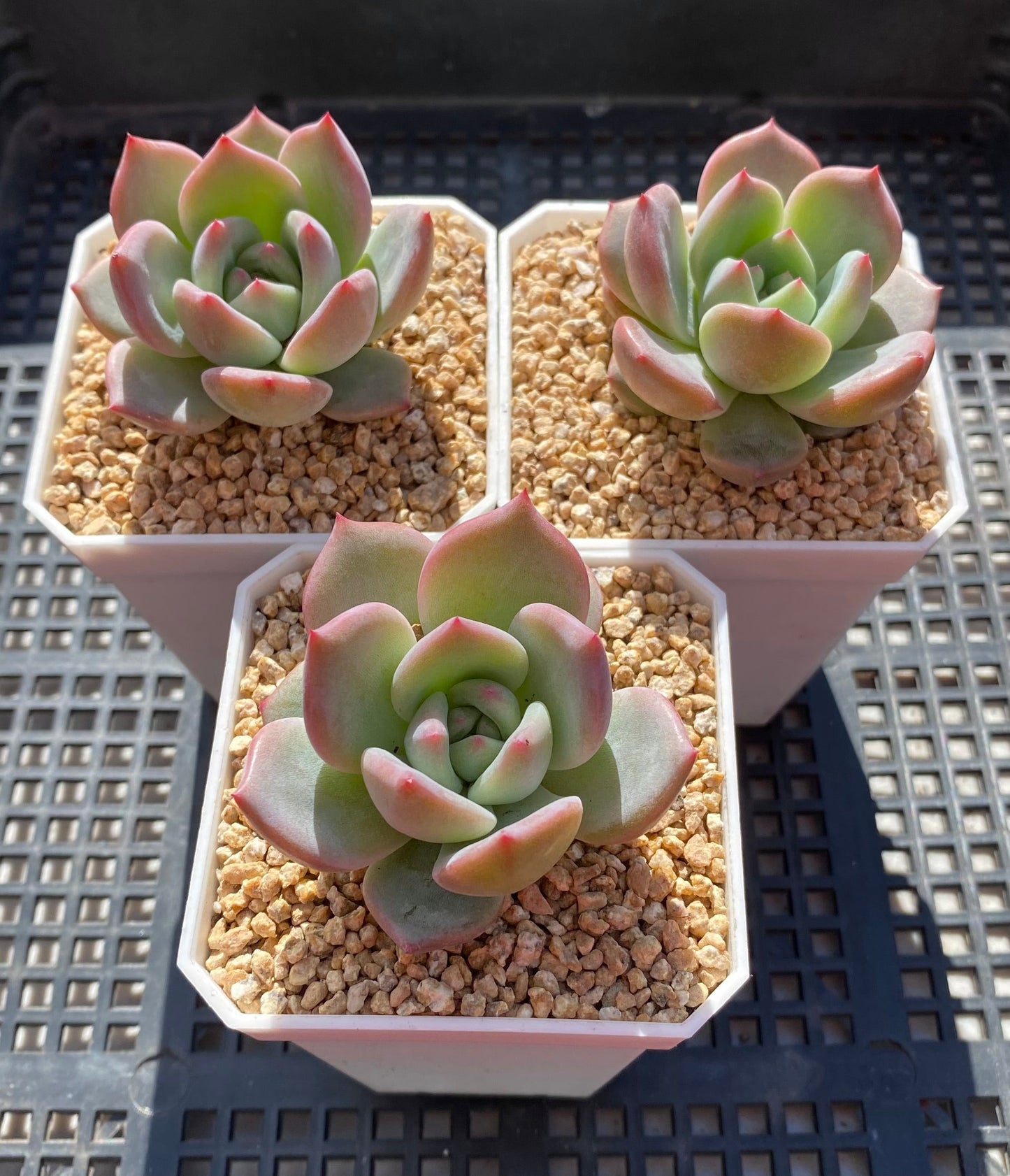 Echeveria Romeo x Laulinze