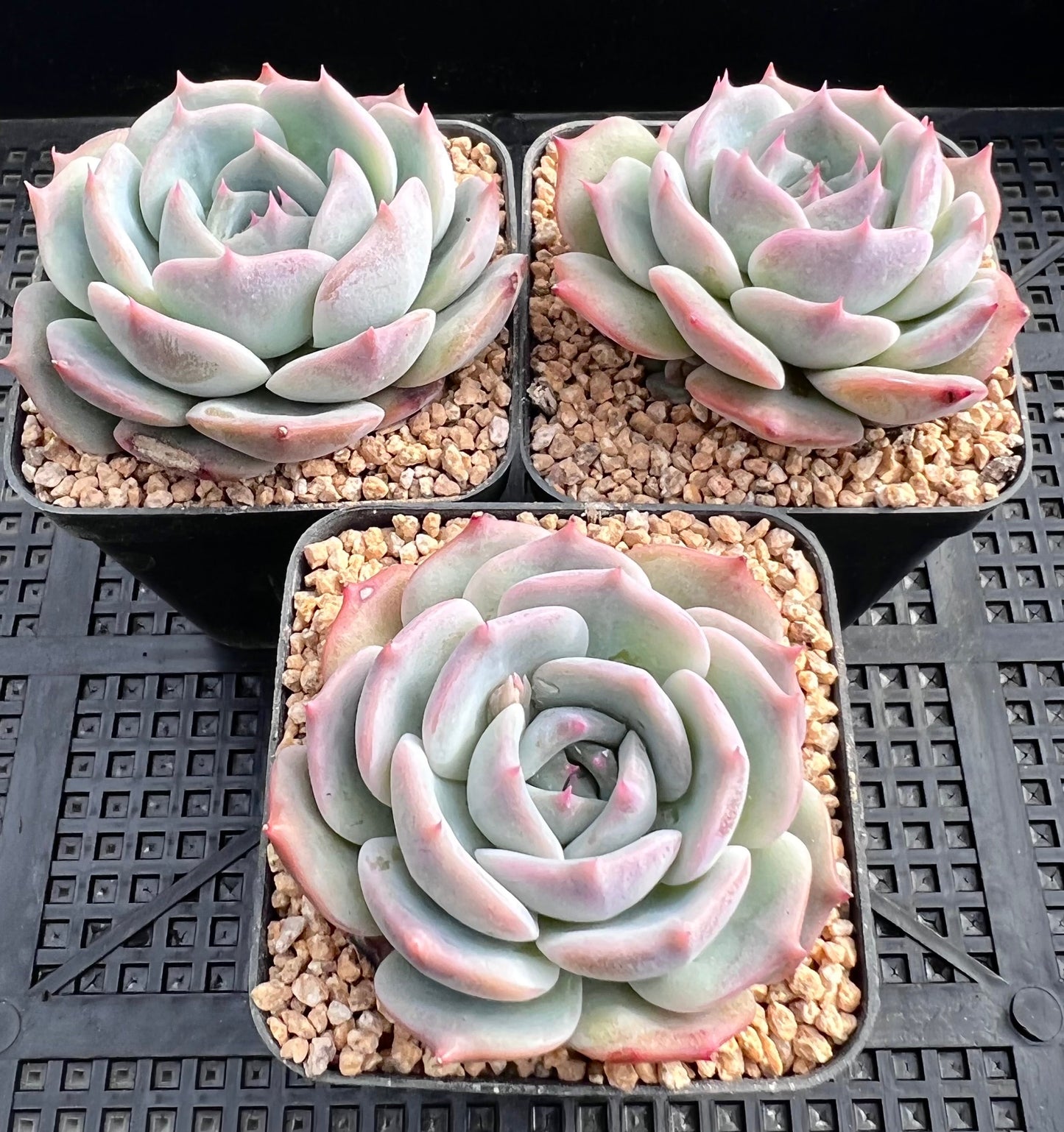 Echeveria Rosanna S