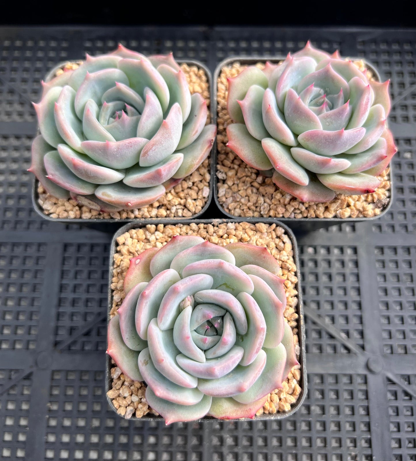 Echeveria Rosanna S