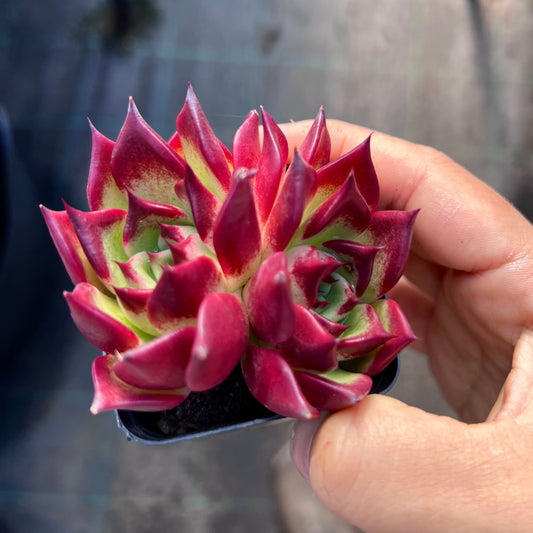 Echeveria Sara Bonnie