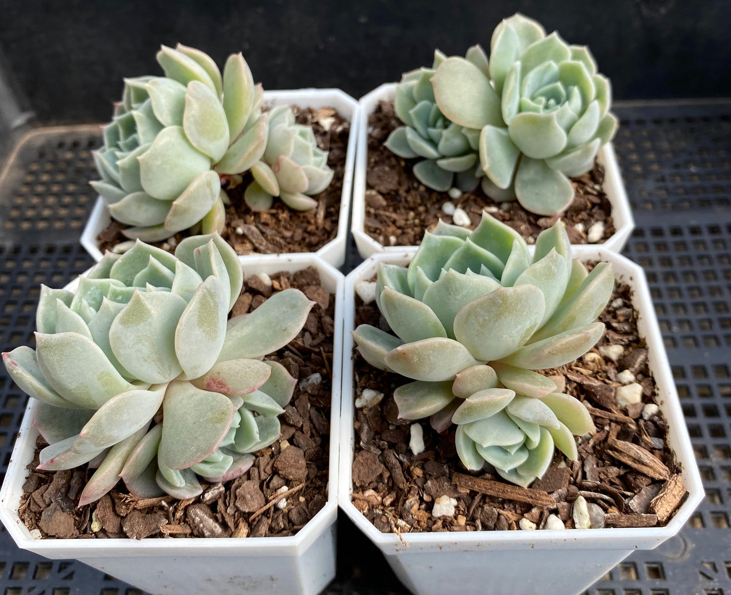 Echeveria Sarahime Botan x lilacina