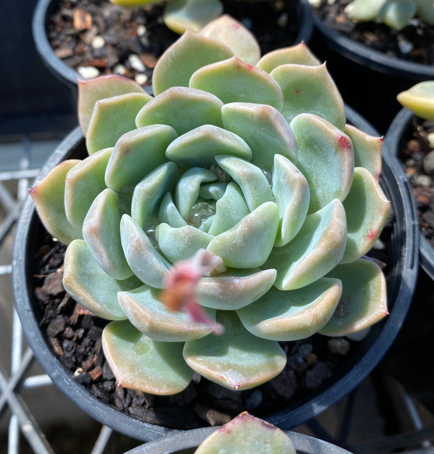 Echeveria Sarahime Botan x lilacina