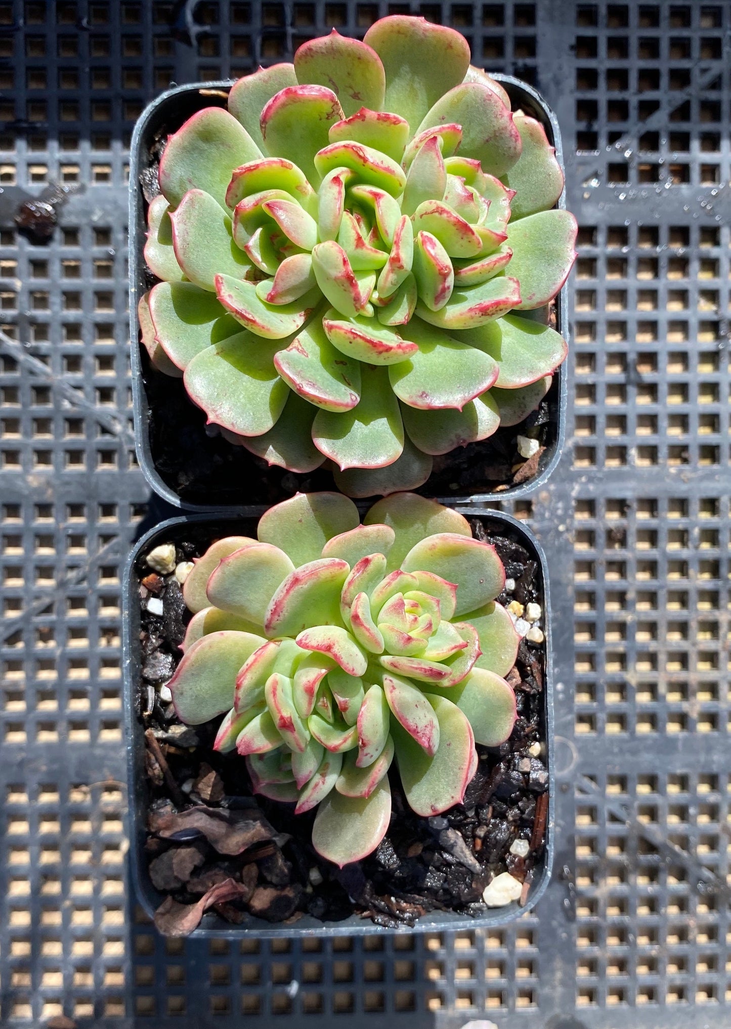 Echeveria Tramuntana