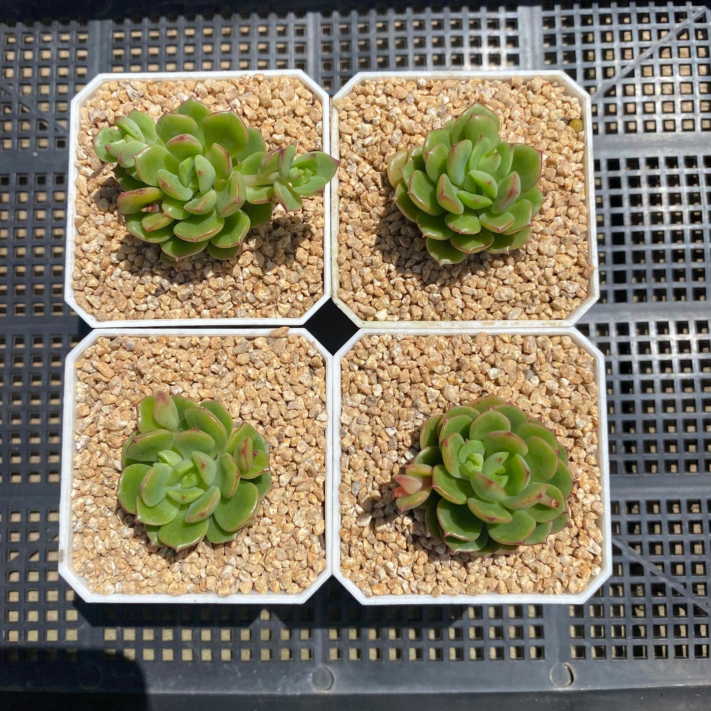 Echeveria Tramuntana