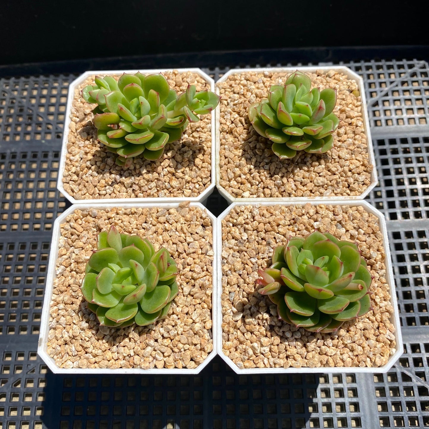Echeveria Tramuntana