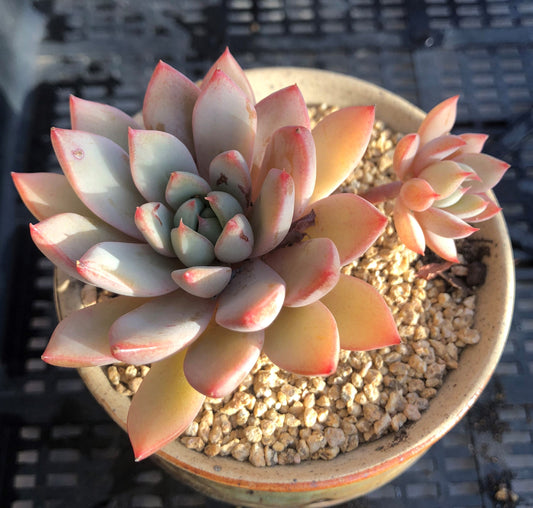 Echeveria  Yeomiwol
