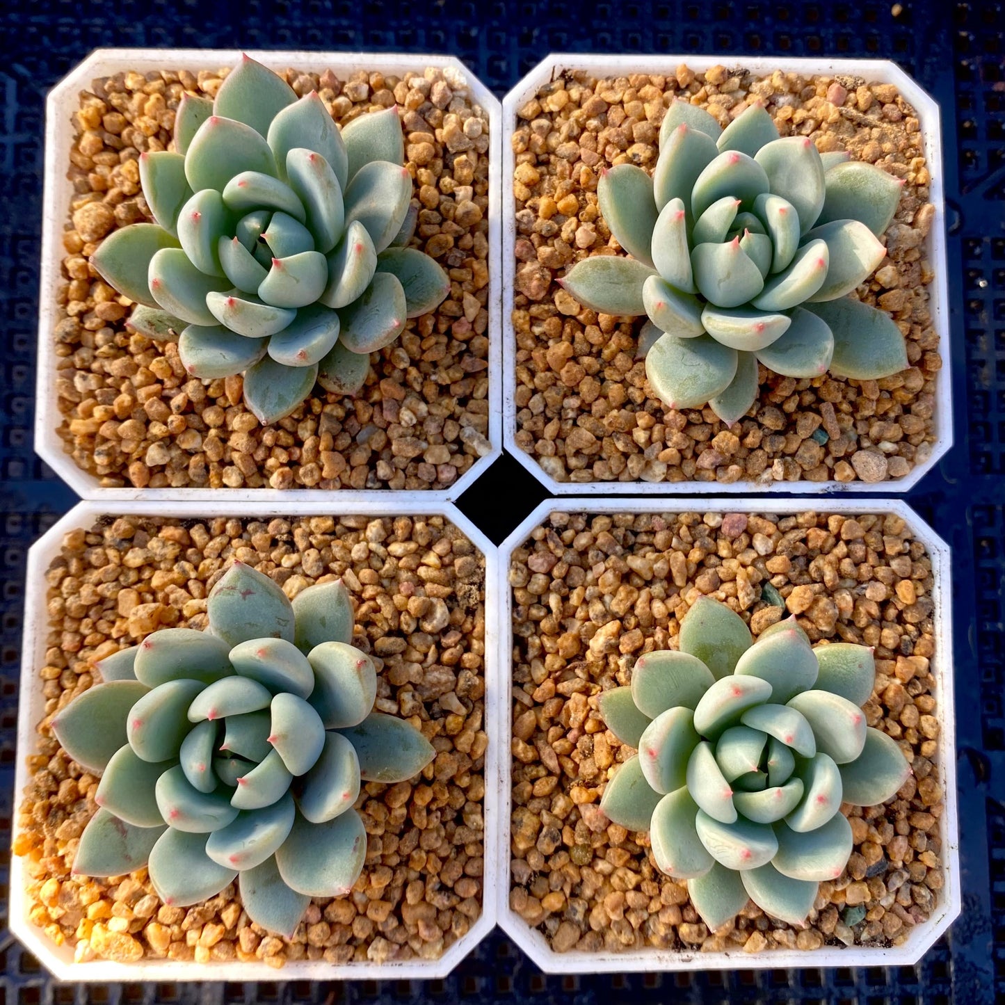 Echeveria  Yeomiwol