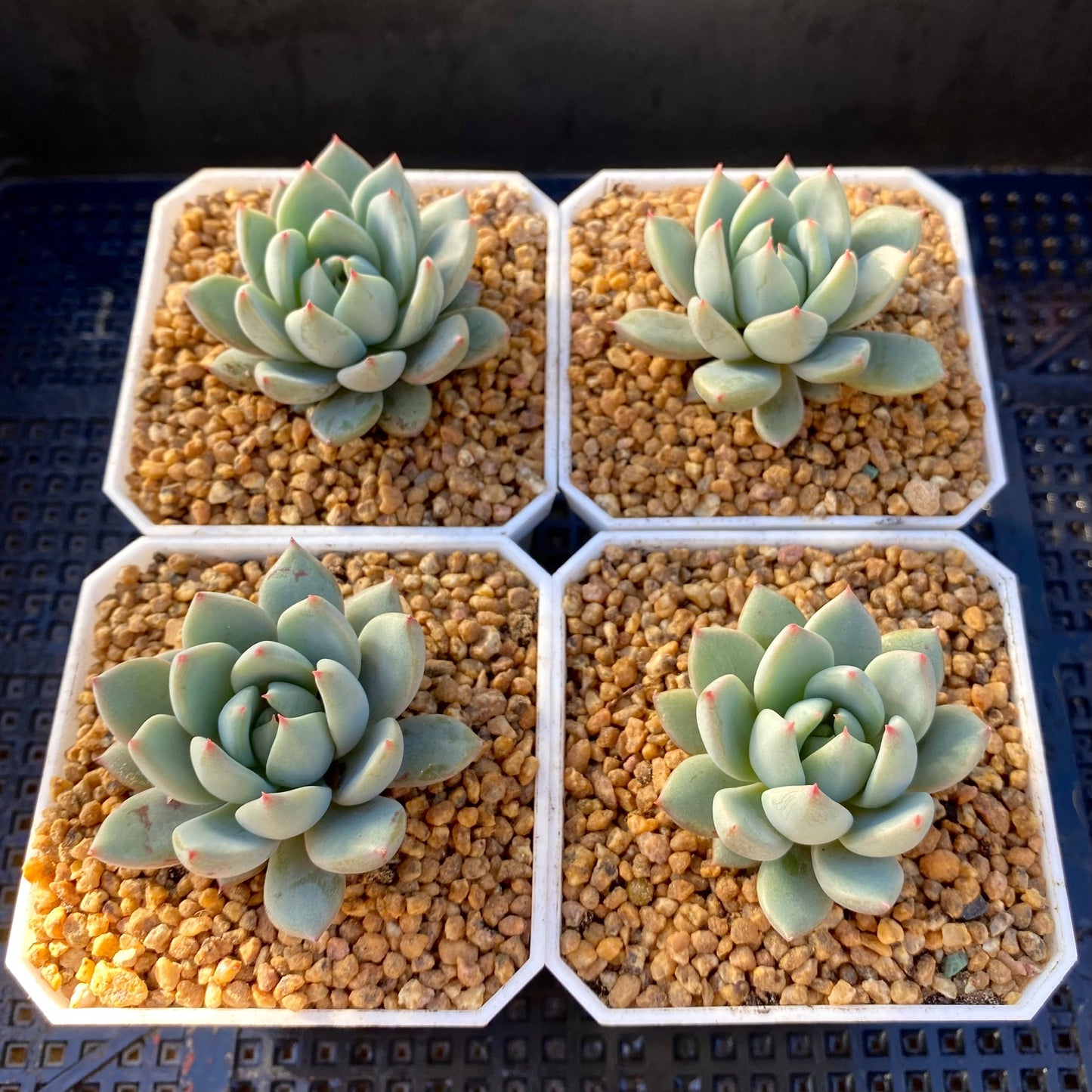 Echeveria  Yeomiwol