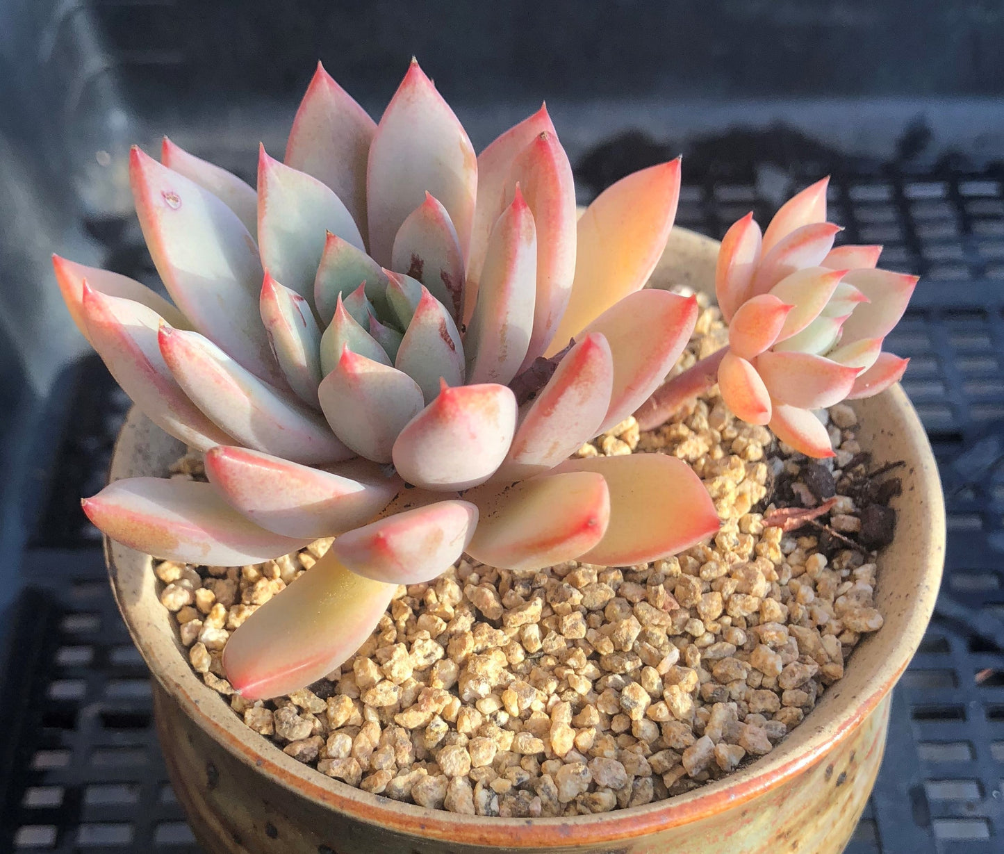 Echeveria  Yeomiwol