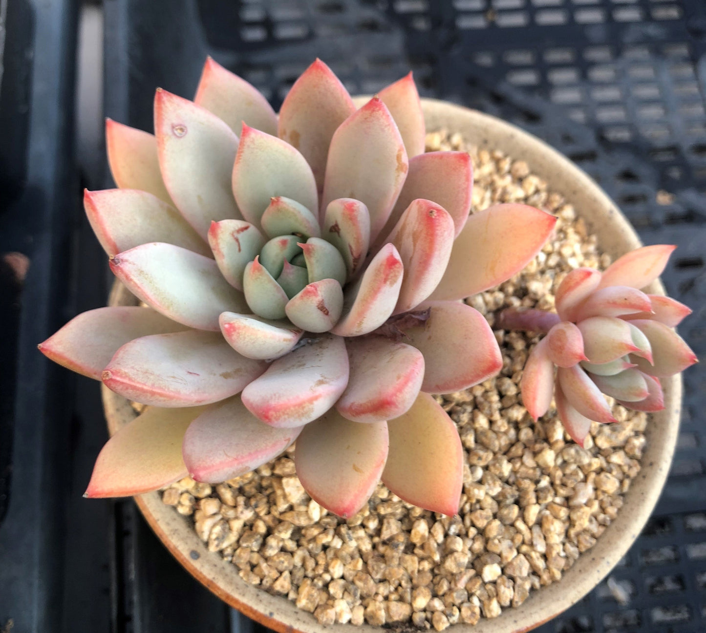 Echeveria  Yeomiwol