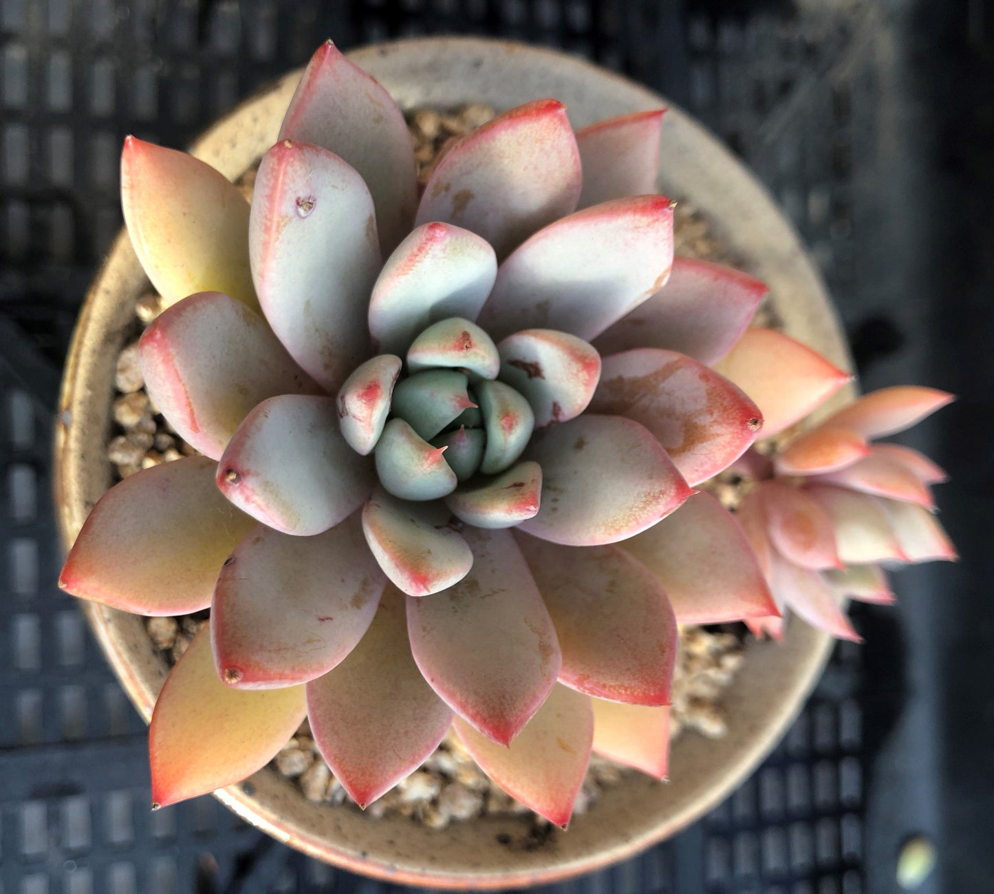 Echeveria  Yeomiwol