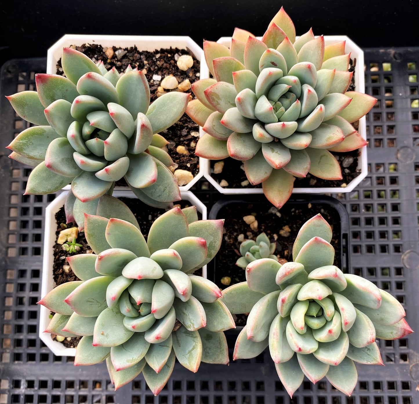 Echeveria  Yeomiwol