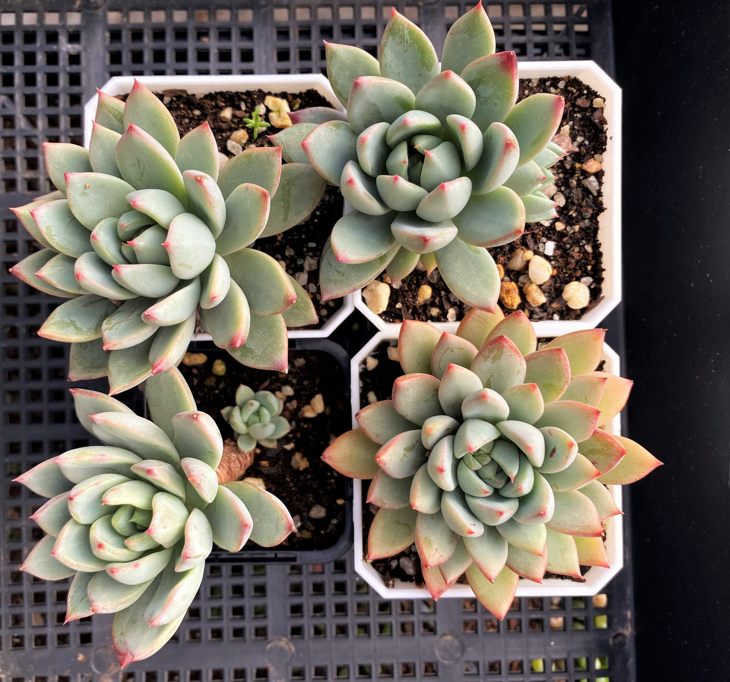 Echeveria  Yeomiwol