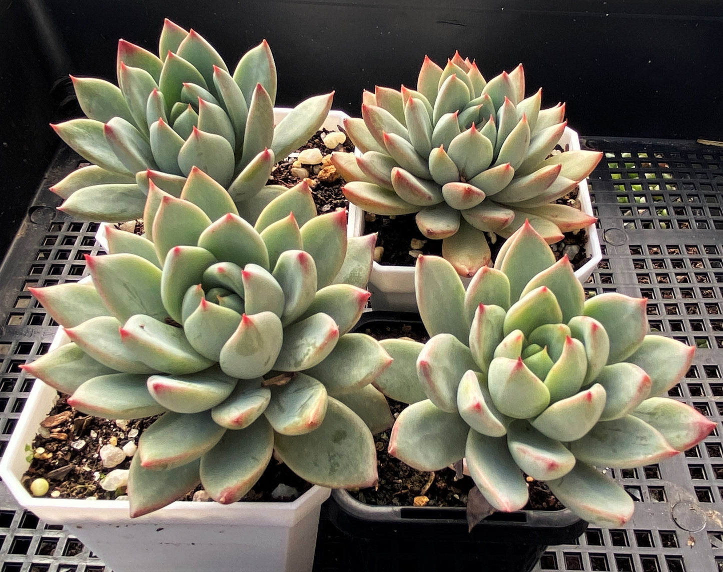 Echeveria  Yeomiwol