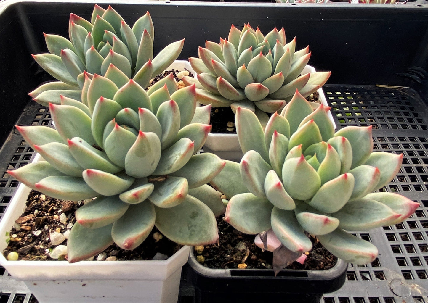 Echeveria  Yeomiwol