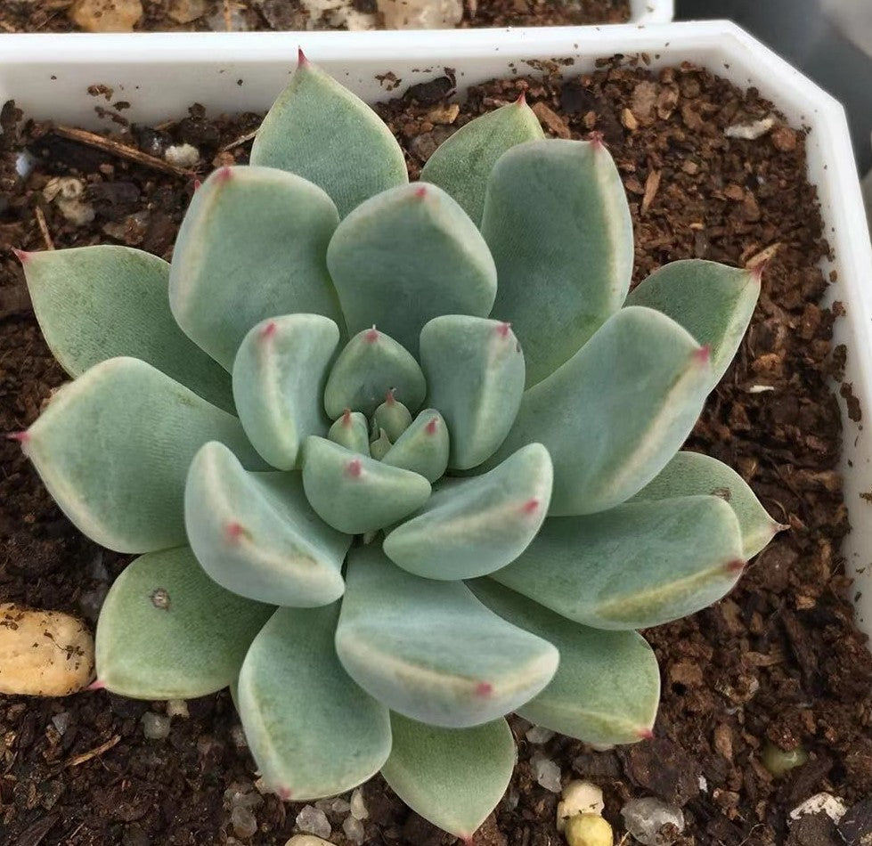 Echeveria Ellen