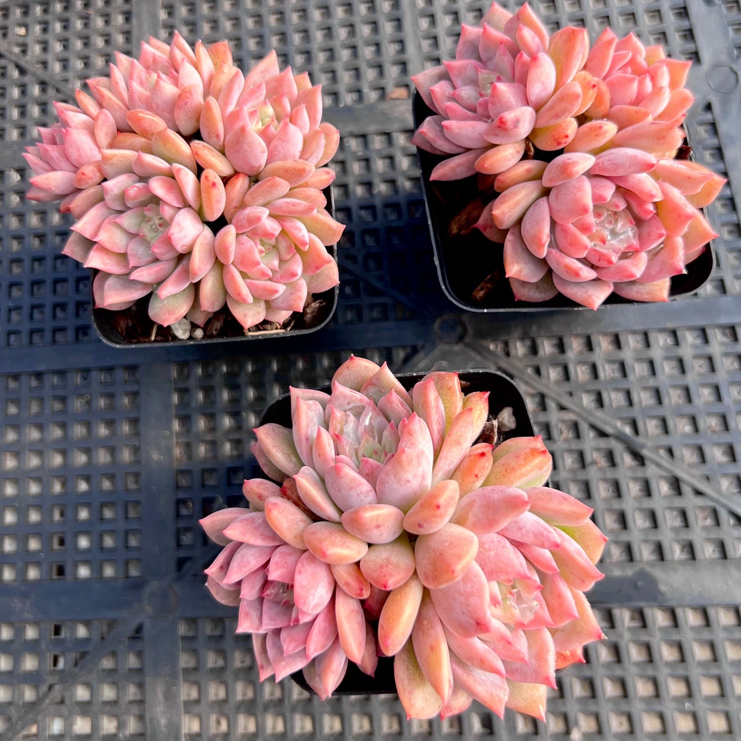 Echeveria frosty bloom/frost flower
