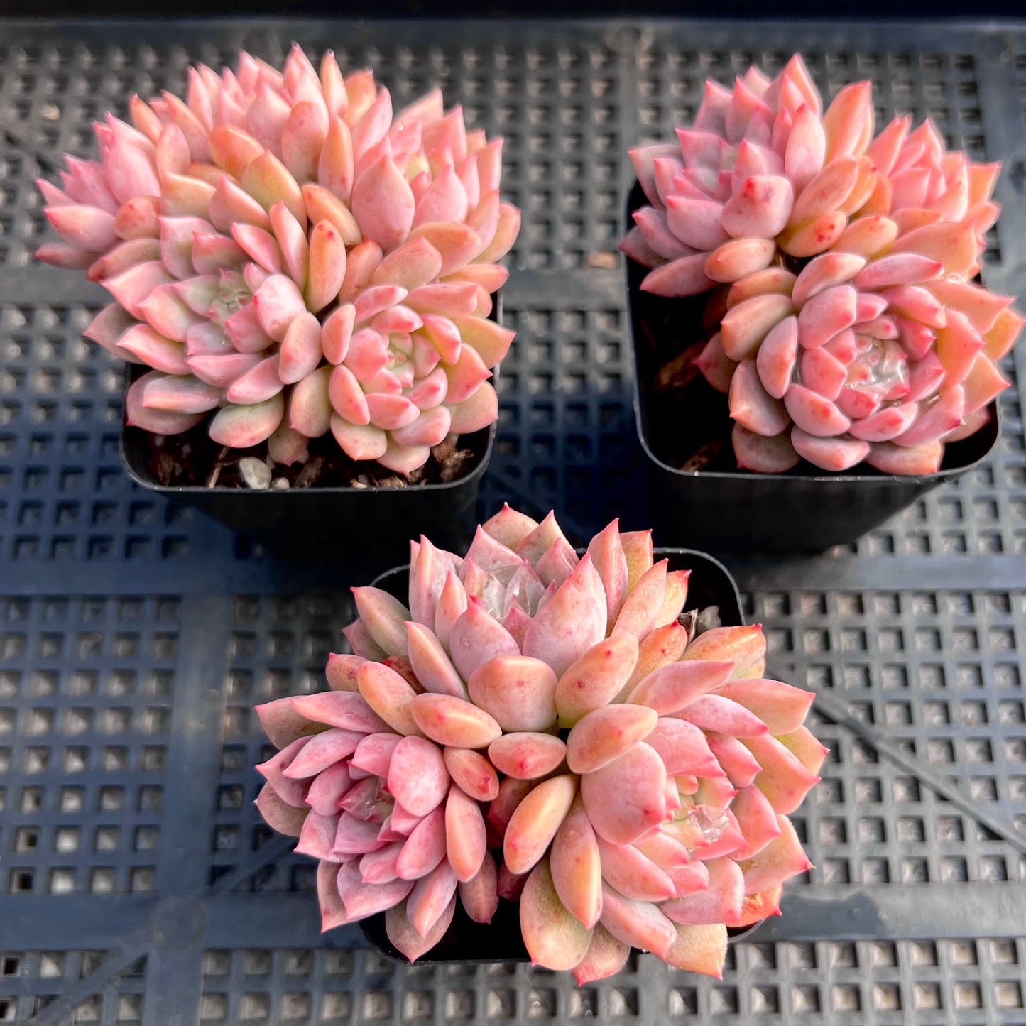 Echeveria frosty bloom/frost flower
