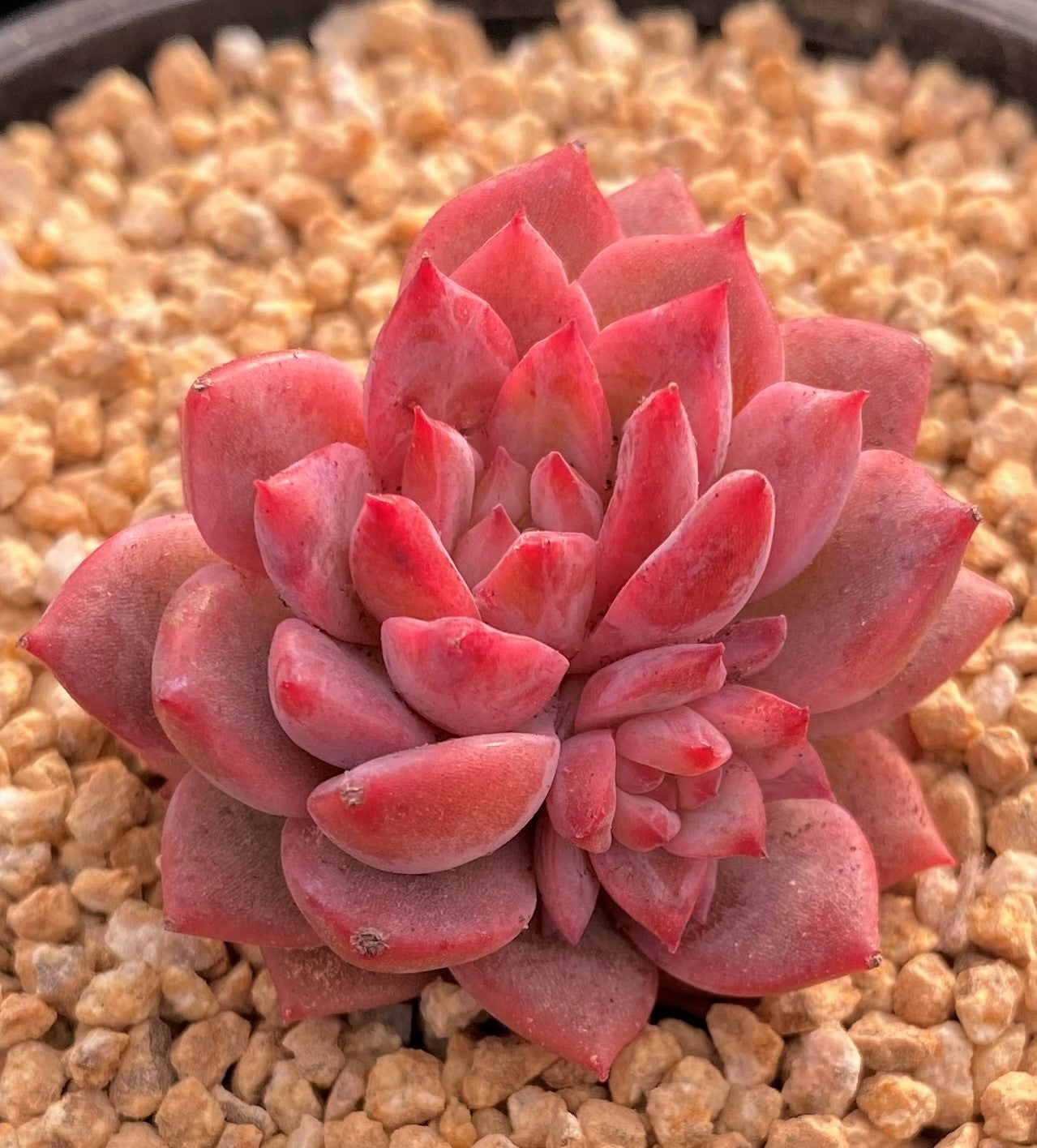 Echeveria frosty bloom/frost flower