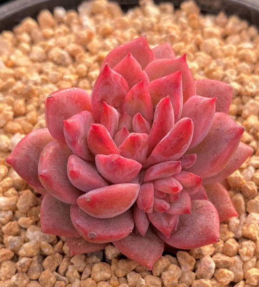 Echeveria frosty bloom/frost flower